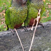 Conure roseifrons eam adorable #2