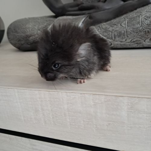 Chinchilla angora black pearl #1