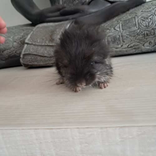 Chinchilla angora black pearl #3