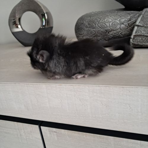 Chinchilla angora black pearl #5