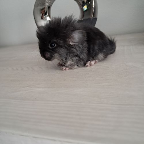 Chinchilla angora black pearl #6