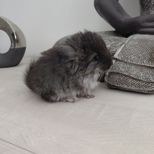 Chinchilla angora black pearl
