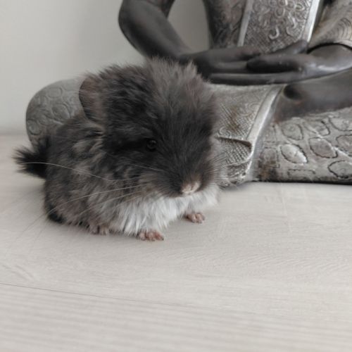 Chinchilla angora black pearl #1