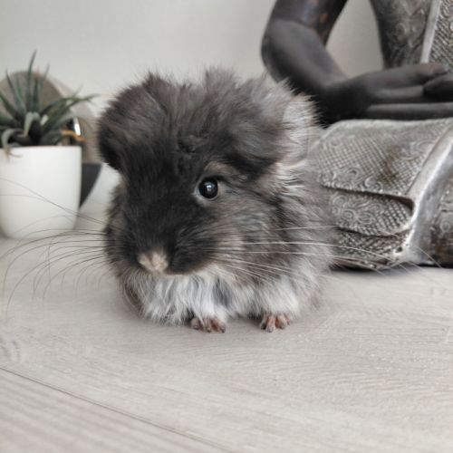 Chinchilla angora black pearl