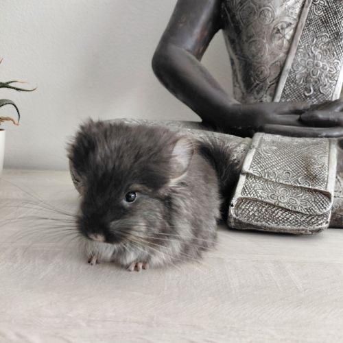 Chinchilla angora black pearl #4
