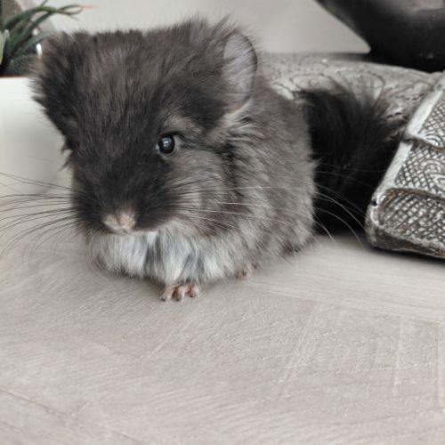 Chinchilla angora black pearl #5