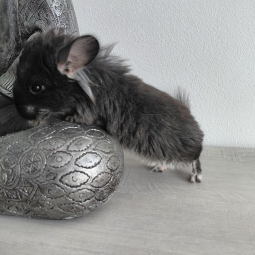 Chinchilla angora black pearl