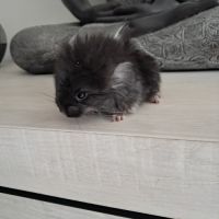 Chinchilla angora black pearl #1
