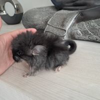 Chinchilla angora black pearl #2