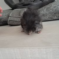Chinchilla angora black pearl #3