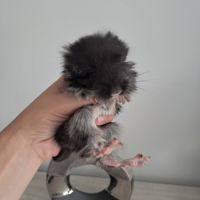 Chinchilla angora black pearl #0