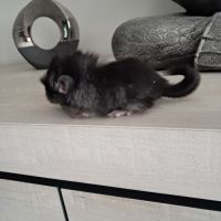 Chinchilla angora black pearl #5