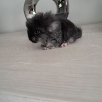 Chinchilla angora black pearl #6