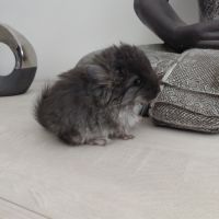 Chinchilla angora black pearl