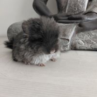 Chinchilla angora black pearl #1