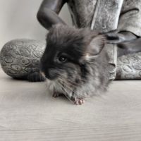 Chinchilla angora black pearl #3