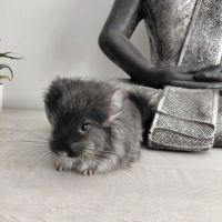 Chinchilla angora black pearl #4