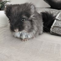 Chinchilla angora black pearl #5