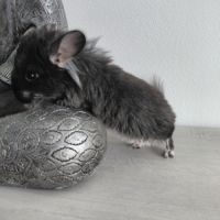 Chinchilla angora black pearl