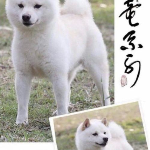 Véritables mame shiba – import japon – #0