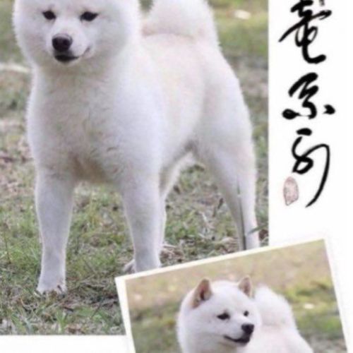 Véritables mame shiba – import japon – #1