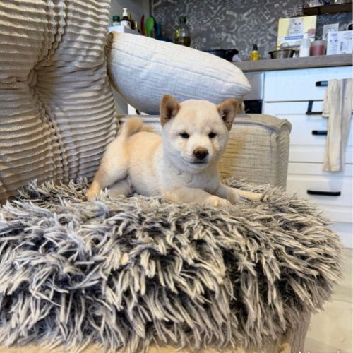 Véritables mame shiba – import japon –