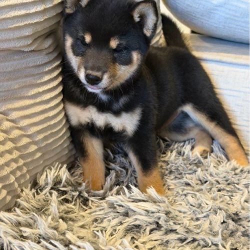 Véritables mame shiba – import japon – #3