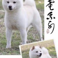 Véritables mame shiba – import japon –