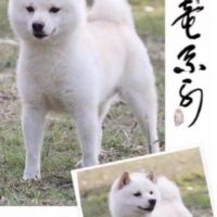 Véritables mame shiba – import japon – #1