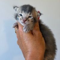 Caracat tica – parents importés du canada – #1
