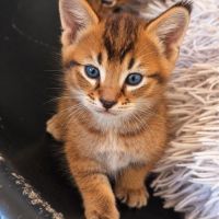 Caracat tica – parents importés du canada – #2
