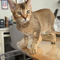 Caracat tica – parents importés du canada –