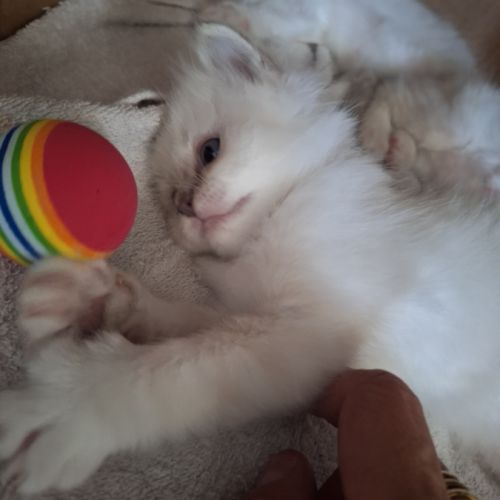 3 adorables chatons sacré de birmanie à vendre. #2