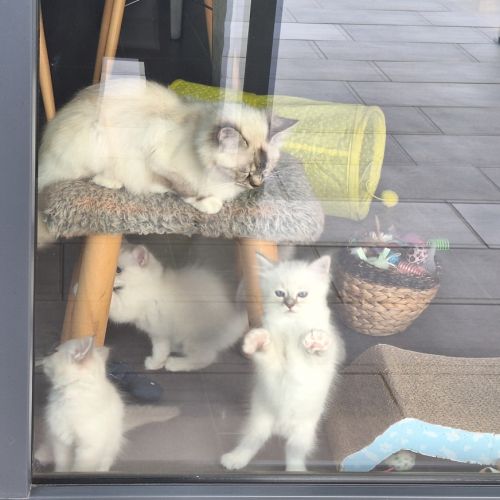 3 adorables chatons sacré de birmanie à vendre. #3