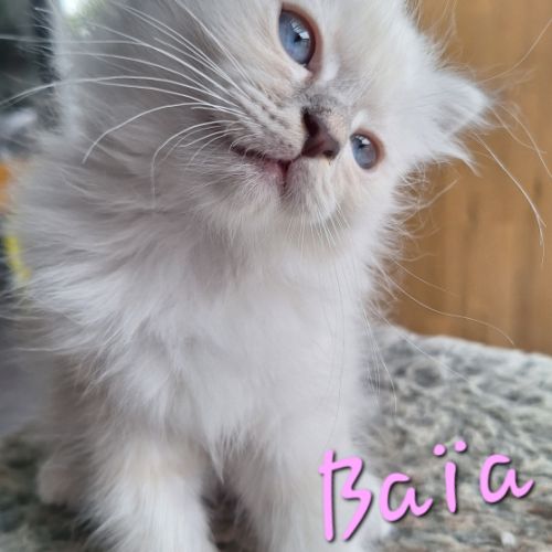 3 adorables chatons sacré de birmanie à vendre. #5