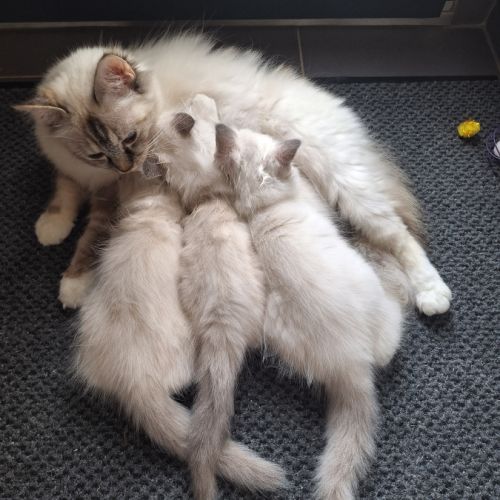 3 adorables chatons sacré de birmanie à vendre. #8