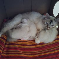 3 adorables chatons sacré de birmanie à vendre. #1