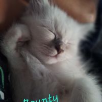 3 adorables chatons sacré de birmanie à vendre. #4