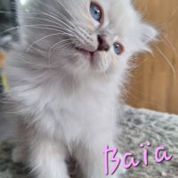 3 adorables chatons sacré de birmanie à vendre. #5