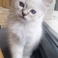3 adorables chatons sacré de birmanie à vendre. #6