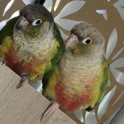 Duo conure prix négociable #1