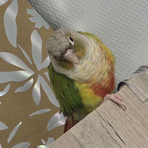 Duo conure prix négociable #3