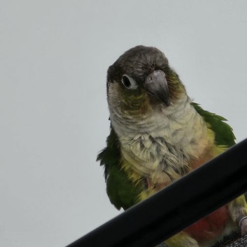 Duo conure prix négociable