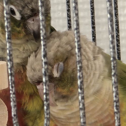 Duo conure prix négociable #5