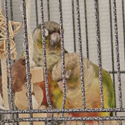 Duo conure prix négociable #6