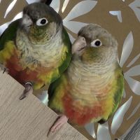 Duo conure prix négociable #2