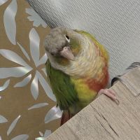 Duo conure prix négociable #3