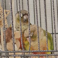 Duo conure prix négociable #6