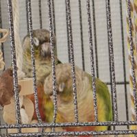 Duo conure prix négociable #7