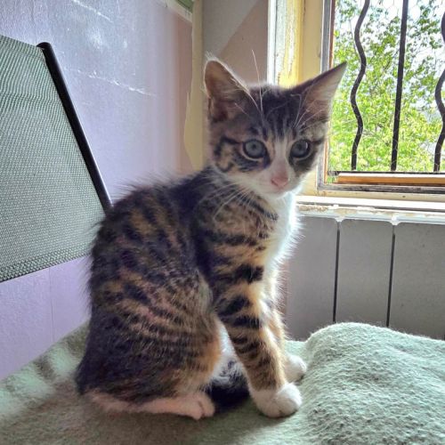Javotte-adorable chatonne #1